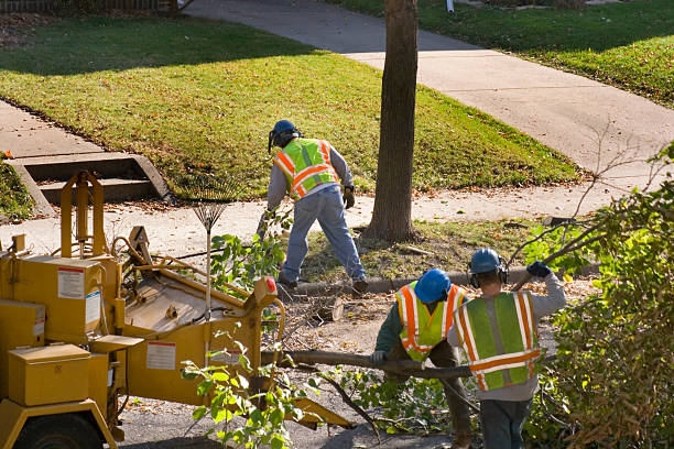 Best Tree and Shrub Care  in Old Westbury, NY